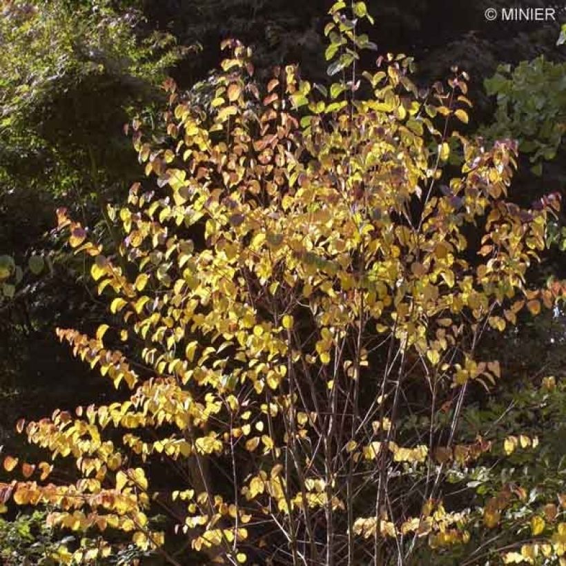 Arbre à caramel - Cercidiphyllum japonicum (Plant habit)