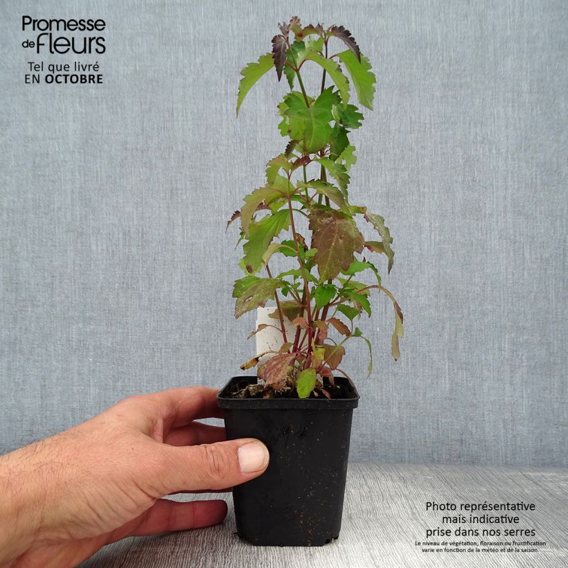 Example of Arbre aux faisans - Leycesteria formosa Godet de 8/9 cm as you get in automne