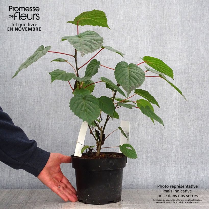 Example of Arbre aux mouchoirs - Davidia involucrata var. vilmoriniana Pot de 3L/4L as you get in automne