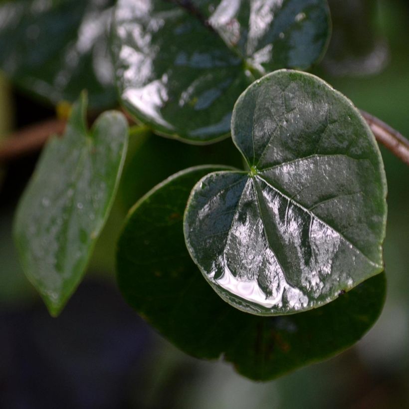 Cercis siliquastrum - Arbre de Judée (Foliage)