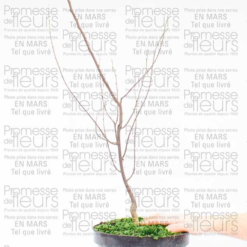 Example of Cercis canadensis Silver Lining - Arbre de Judée panaché Pot de 7,5L/10L as you get