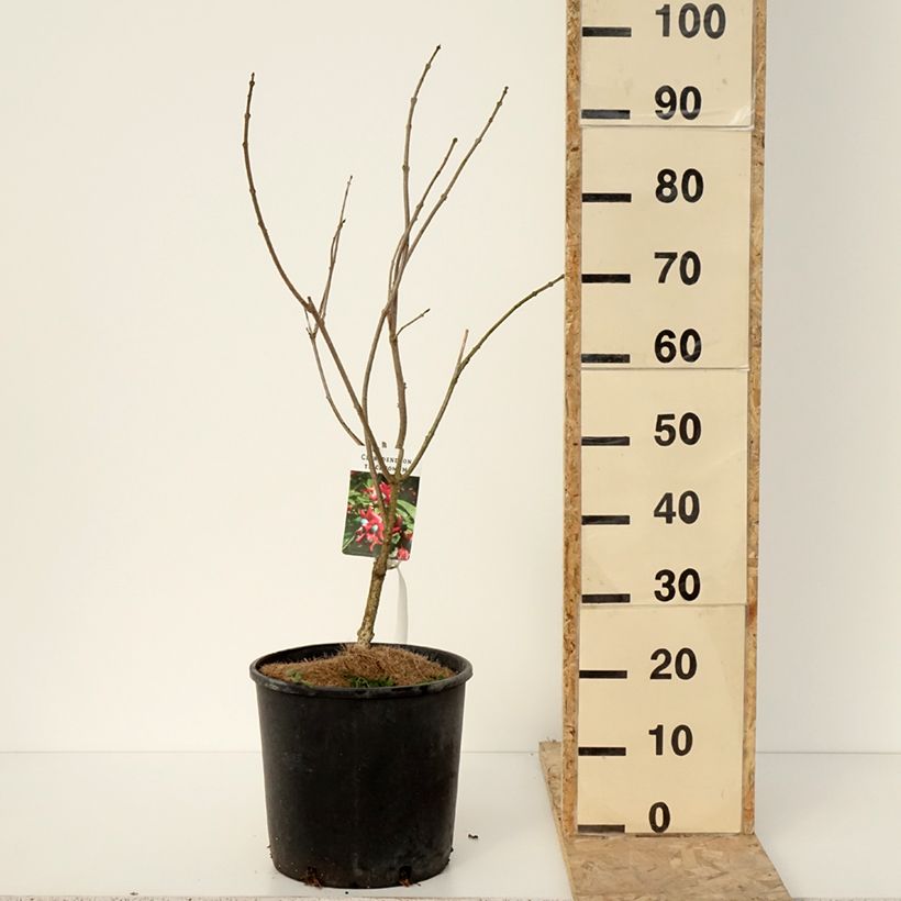 Example of Arbre de la chance - Clerodendrum trichotomum, clérodendron Pot de 7,5L/10L as you get in hiver