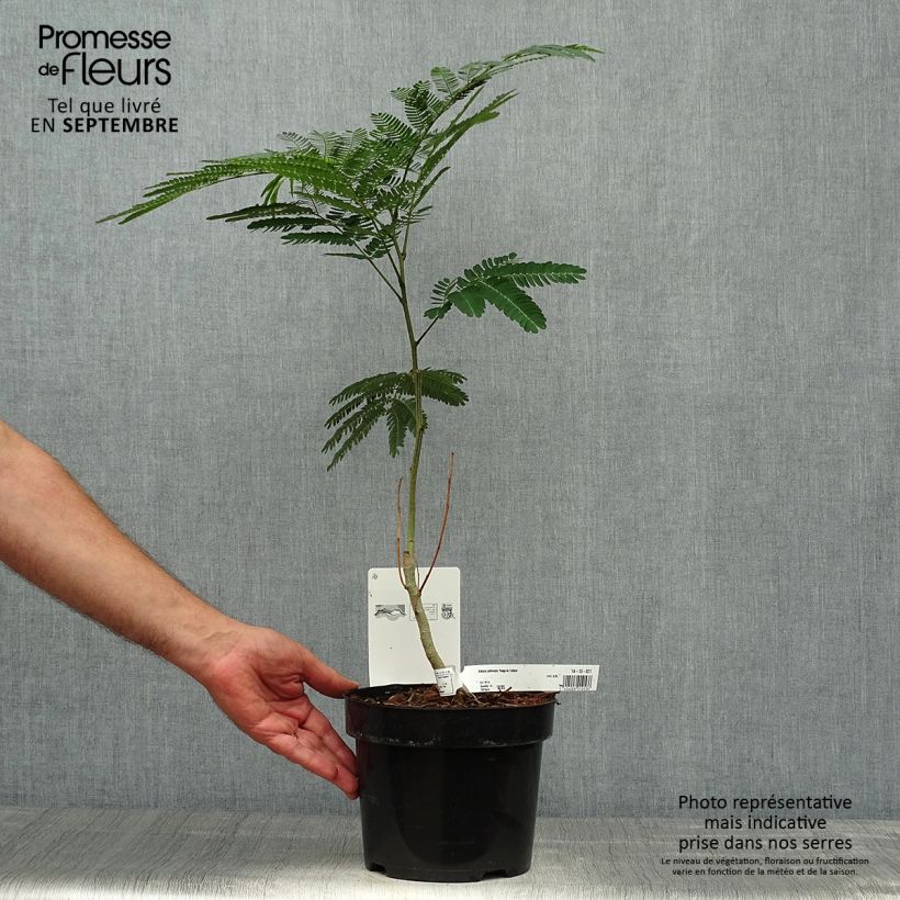 Example of Albizia julibrissin Rouge de Tuilière - Arbre à soie Pot de 3L/4L as you get in automne