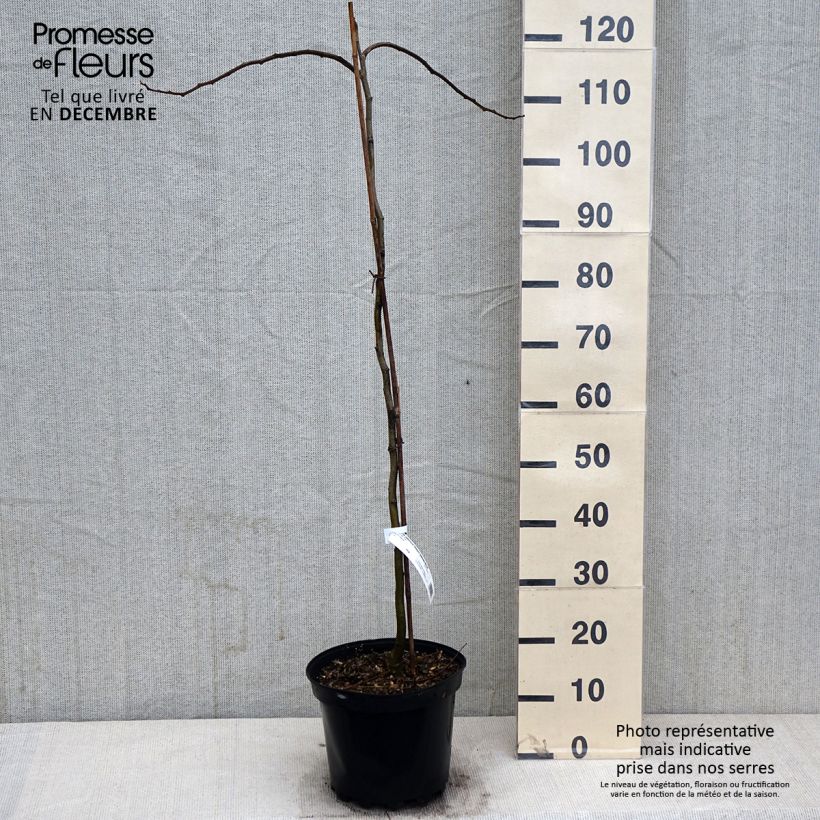Example of Albizia julibrissin Shidare - Arbre à soie Pot de 7,5L/10L as you get in automne