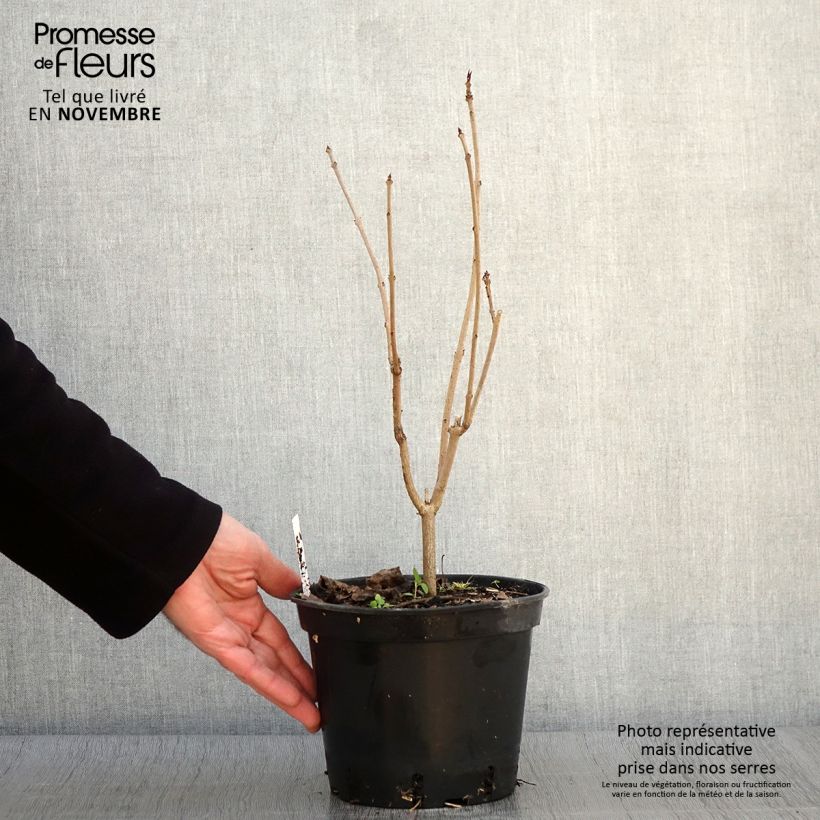 Example of Arbre du clergé Fargesii - Clerodendrum trichotomum Fargesii Pot de 2L/3L as you get in automne