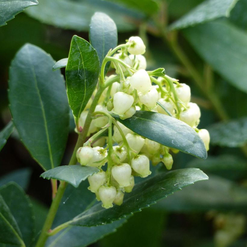 Arbutus unedo Compacta - Arbousier (Flowering)