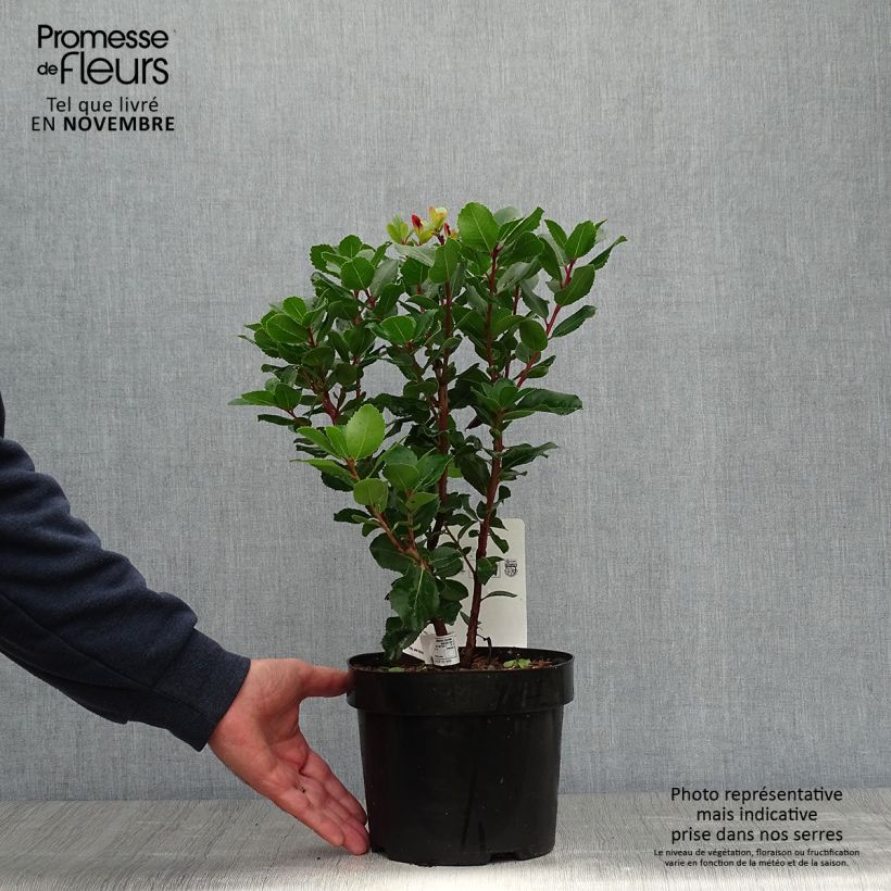Example of Arbutus unedo Rubra - Arbousier Pot de 3L/4L as you get in automne