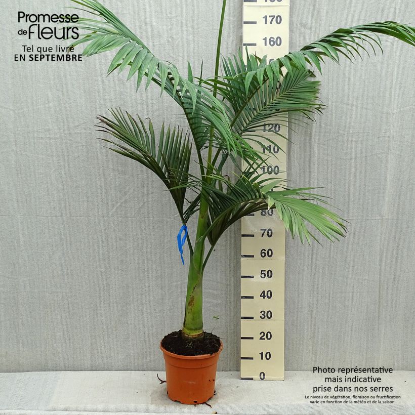 Example of Archontophoenix alexandrae - Palmier royal d'Alexandra Pot de 7,5L/10L as you get in automne