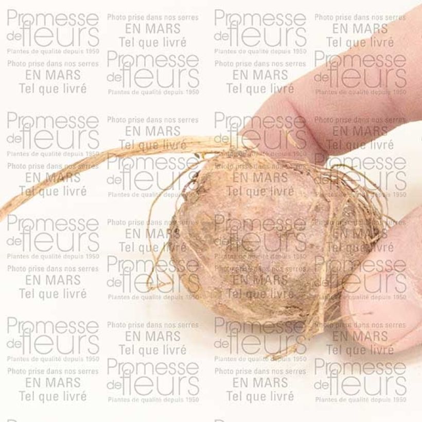 Example of Arisaema candidissimum Bulbe as you get