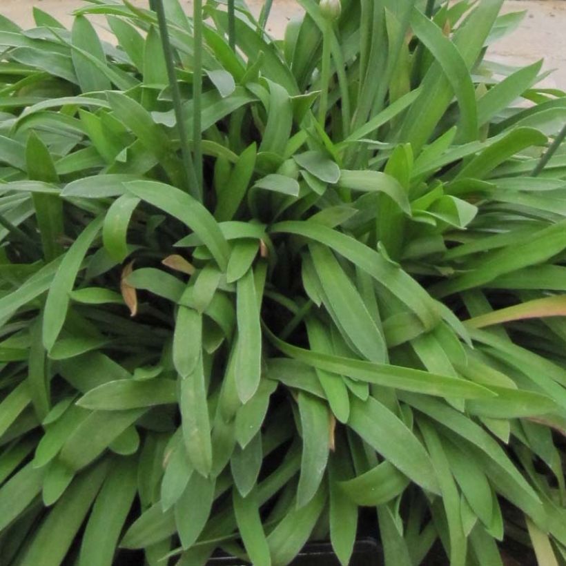 Armeria pseudarmeria Ballerina White - Gazon d'Espagne (Foliage)