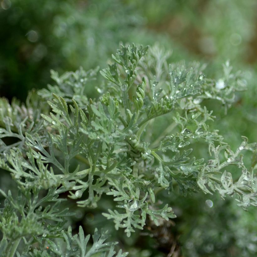 Armoise Powis Castle - Artemisia Brass Band (Foliage)