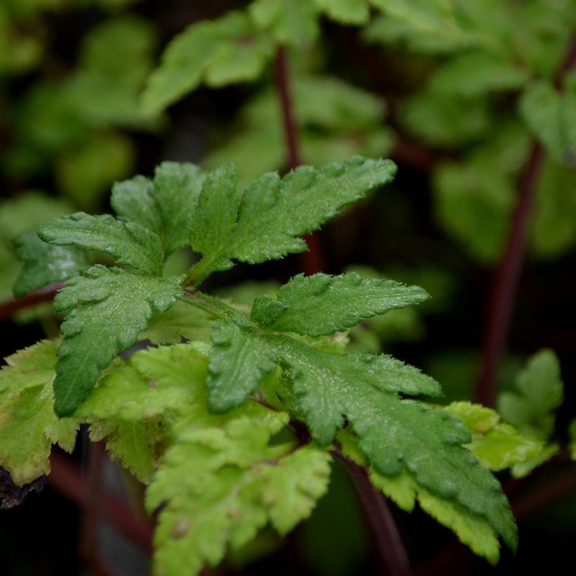 Armoise - Artemisia lactiflora Guizhou (Foliage)