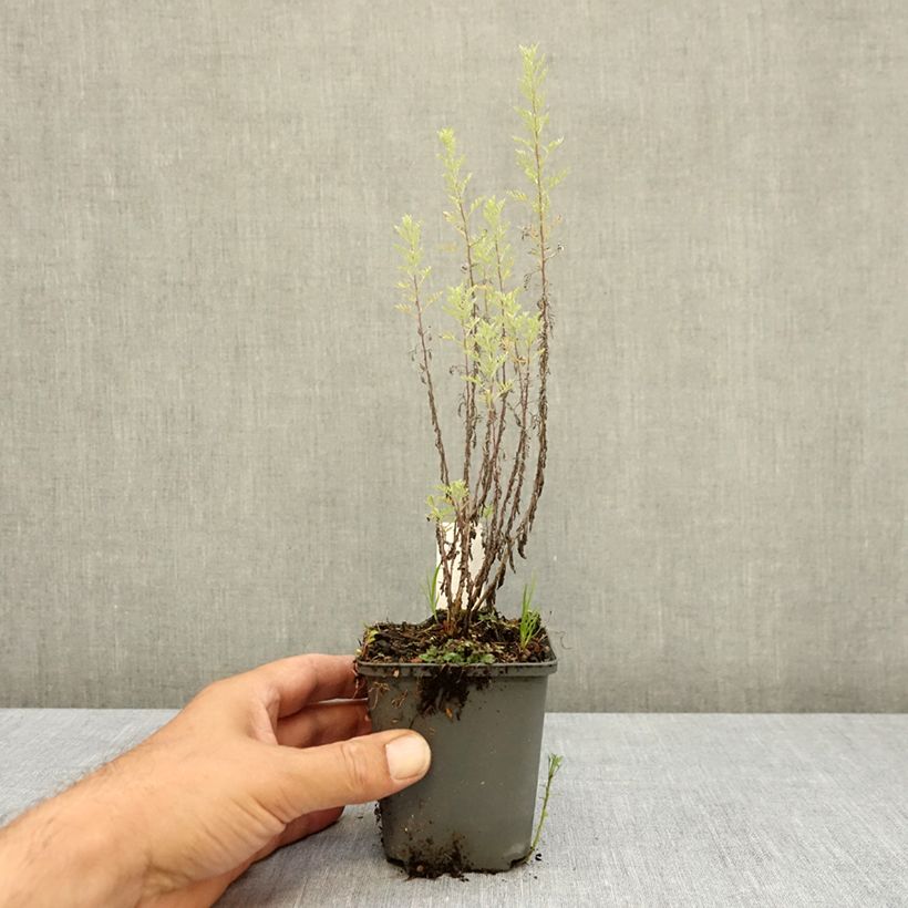 Example of Armoise, Artemisia pontica Godet de 8/9 cm as you get in ete