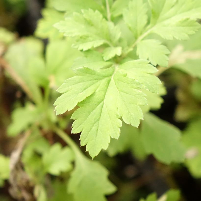 Armoise - Artemisia vulgaris BIO - Herbe de feu (Foliage)