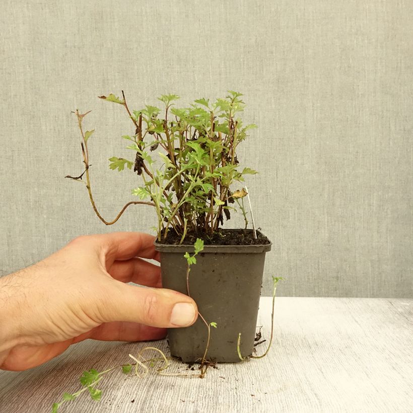 Example of Armoise - Artemisia vulgaris Oriental Limelight Godet de 8/9 cm as you get in automne