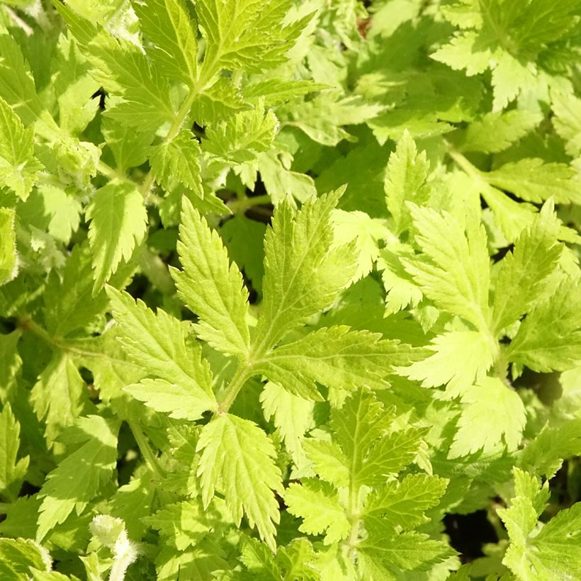 Armoise chinoise Jim Russel - Artemisia lactiflora (Foliage)