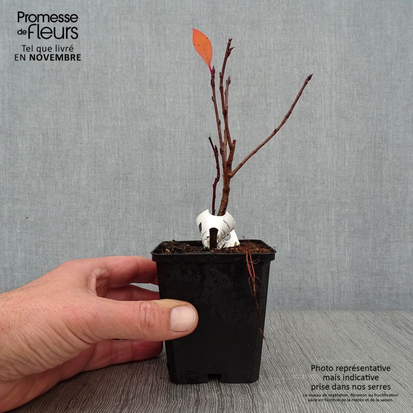Example of Aronia prunifolia Viking Godet de 7/8 cm as you get in automne