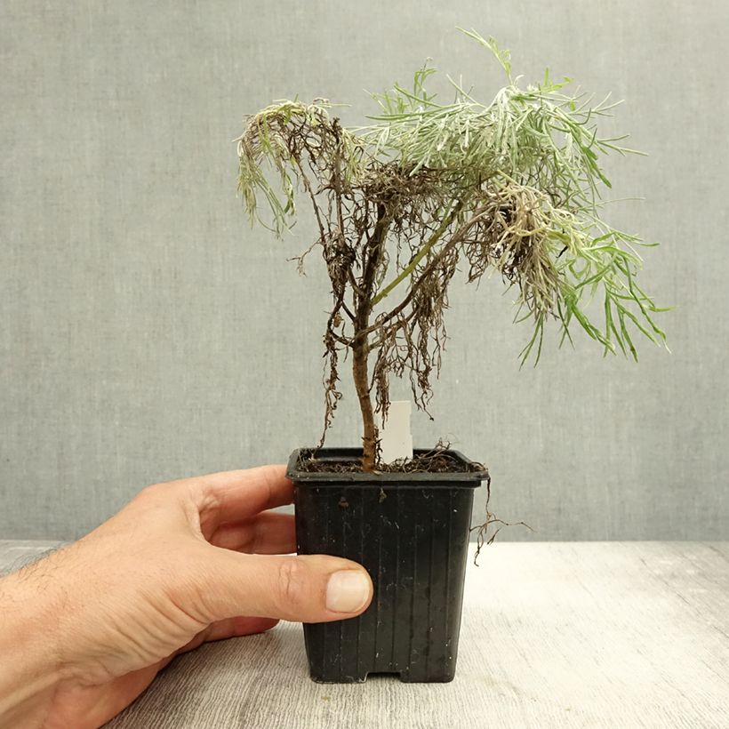 Example of Artemisia mauiensis Makana Silver - Armoise de Mauï Godet de 8/9 cm as you get in automne