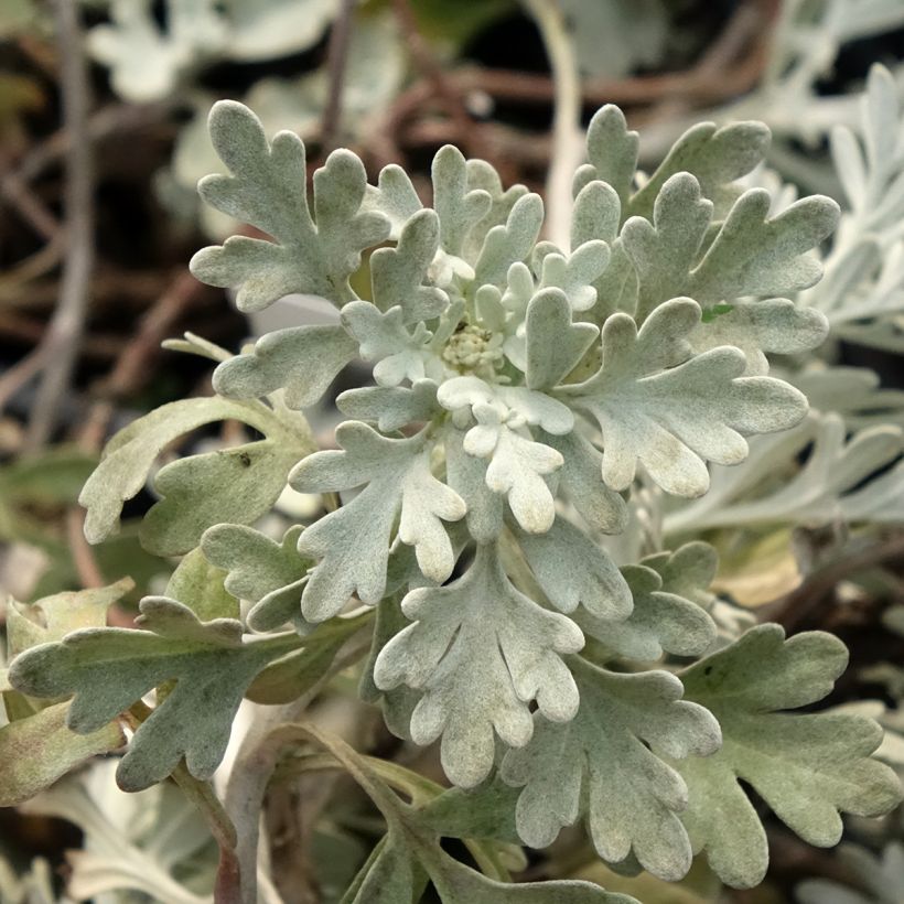 Artemisia stelleriana Morris Strain - Absinthe des rivages (Foliage)