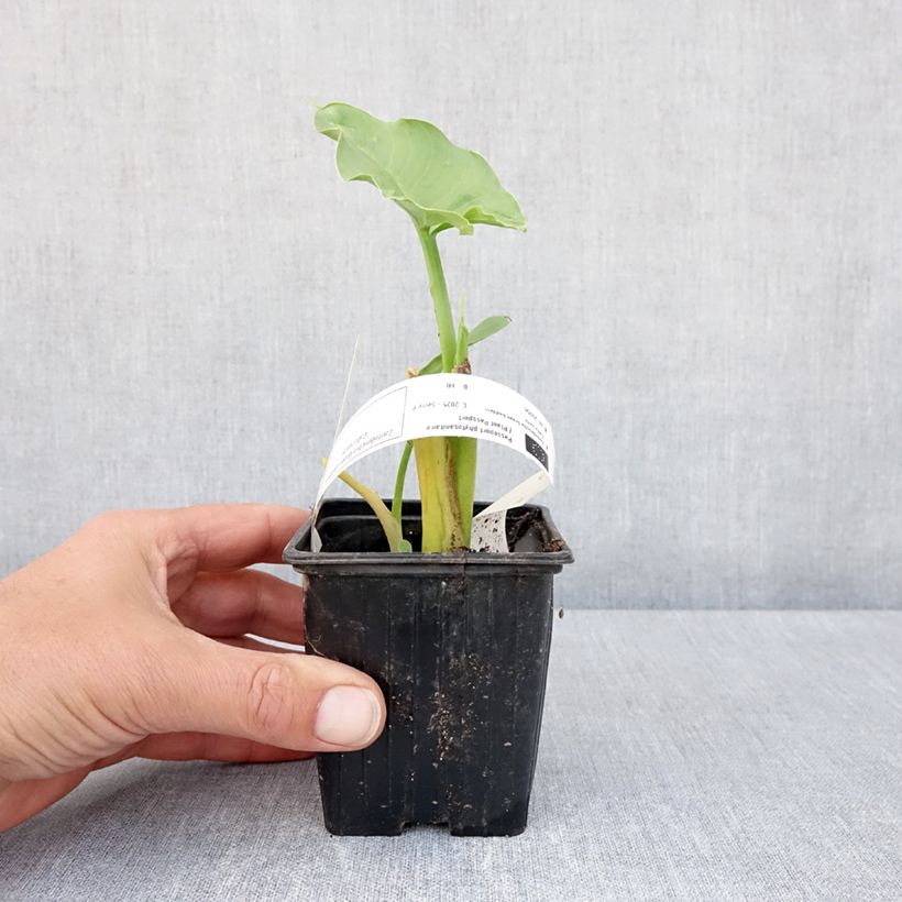 Example of Arum ou Calla vert - Zantedeschia Aethiopica Green Goddess Godet de 8/9 cm size 15+ as you get in printemps