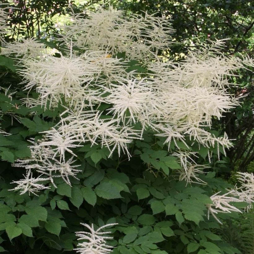 Aruncus dioicus sylvestris, Barbe de Bouc (Flowering)