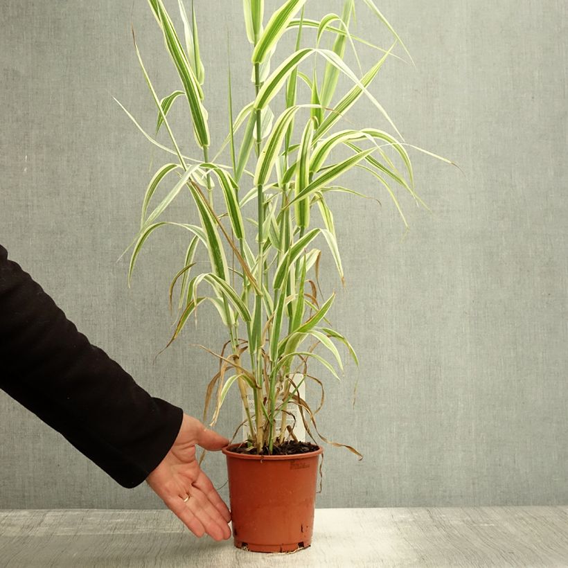 Example of Arundo donax Variegata Versicolor - Canne de Provence Pot de 1L/1,5L as you get in automne