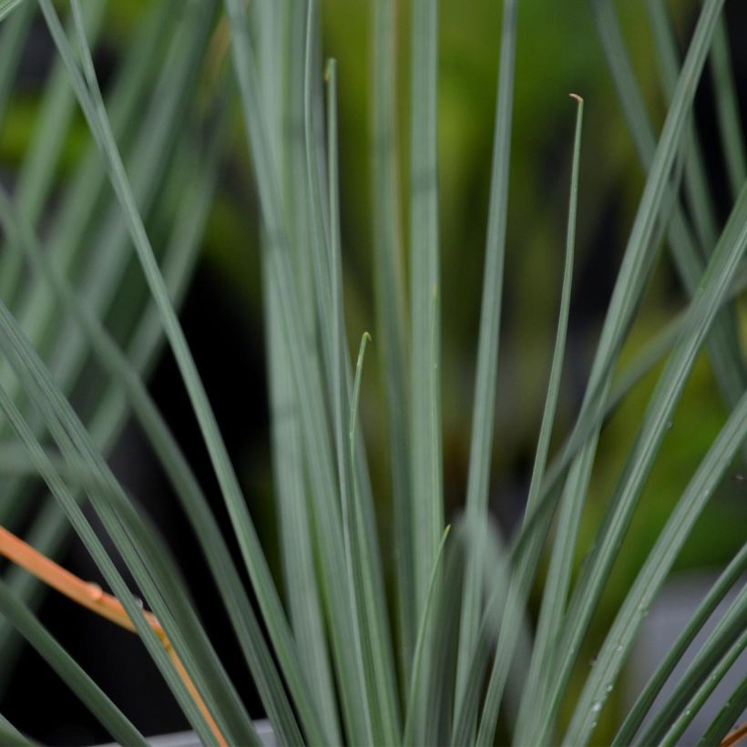 Asphodeline lutea - Bâton de Jacob (Foliage)