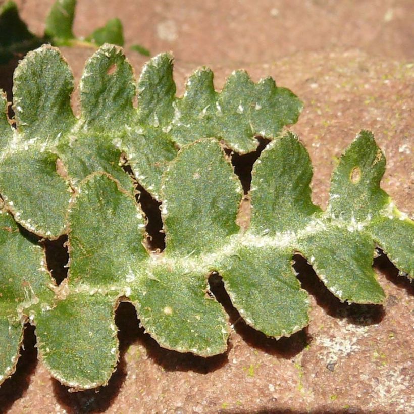 Asplenium ceterach - Fougère Cétérach officinal (Foliage)