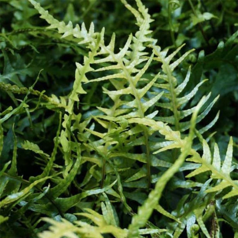 Asplenium (x) ebenoides - Fougère à queue de dragon (Foliage)