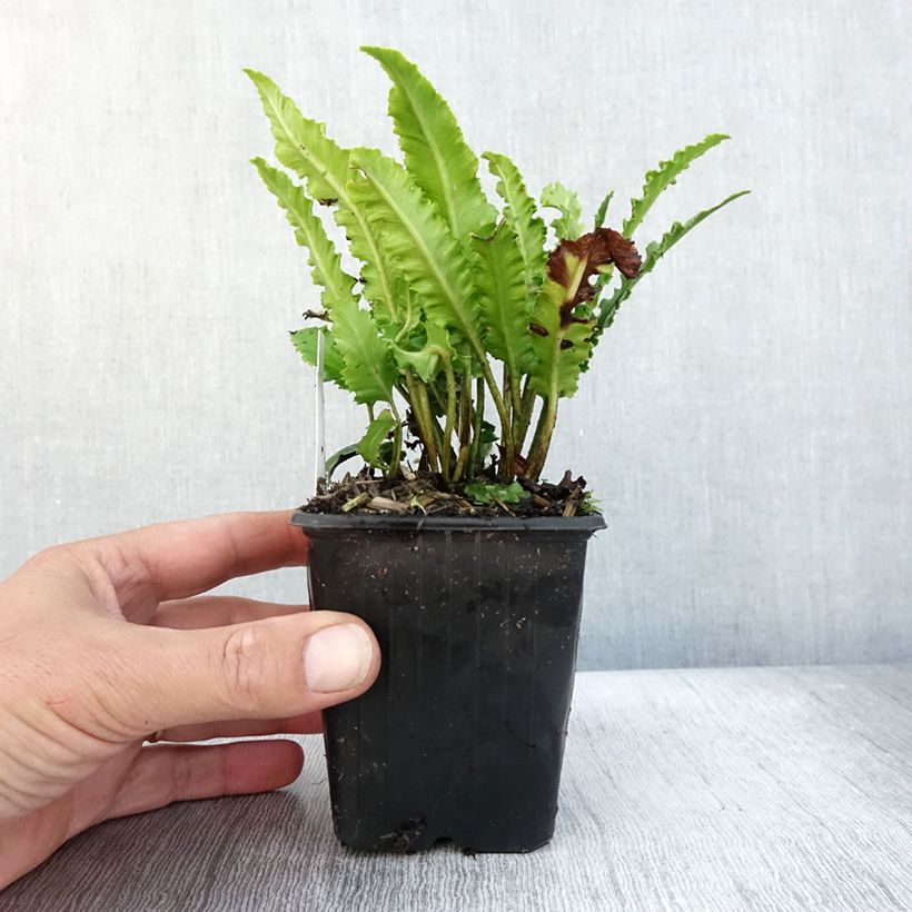 Example of Asplenium scolopendrium Undulatum Angustatum - Fougère scolopendre Godet de 8/9 cm as you get in automne