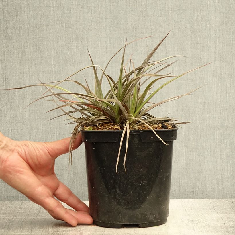 Example of Astelia Red Shadow Pot de 2L/3L as you get in ete