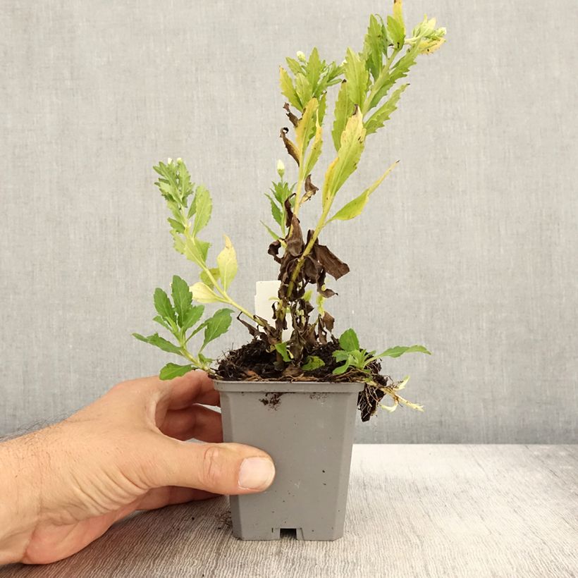 Example of Aster ageratoides Ashvi - Aster d'automne blanc Godet de 8/9 cm as you get in automne