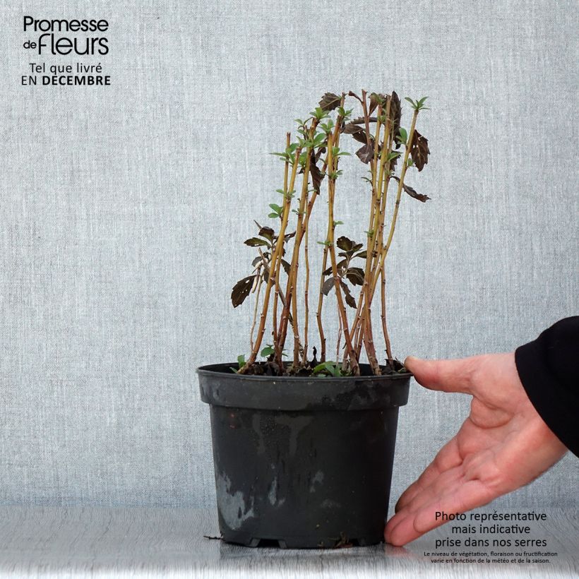 Example of Aster ageratoides Stardust Pot de 2L/3L as you get in automne