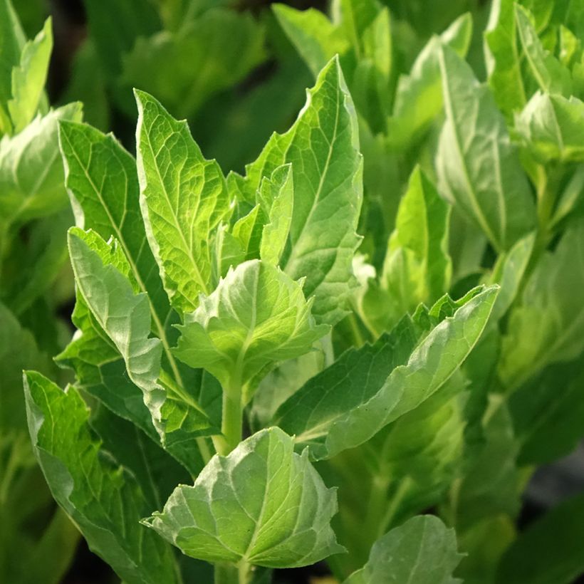 Aster ageratoides Starshine - Aster d'automne (Foliage)