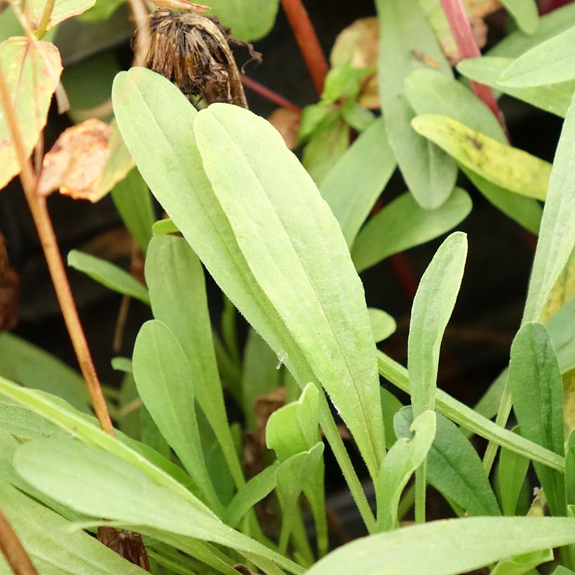 Aster alpinus Happy End - Aster des Alpes rose (Foliage)