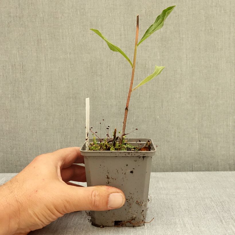 Example of Aster amellus Blue King - Oeil du Christ Godet de 8/9 cm as you get in ete