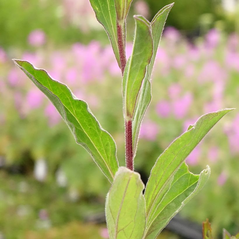 Aster amellus Blue King - Oeil du Christ (Foliage)