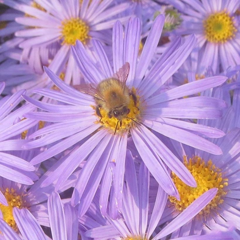 Aster amellus King George - Oeil du Christ (Flowering)