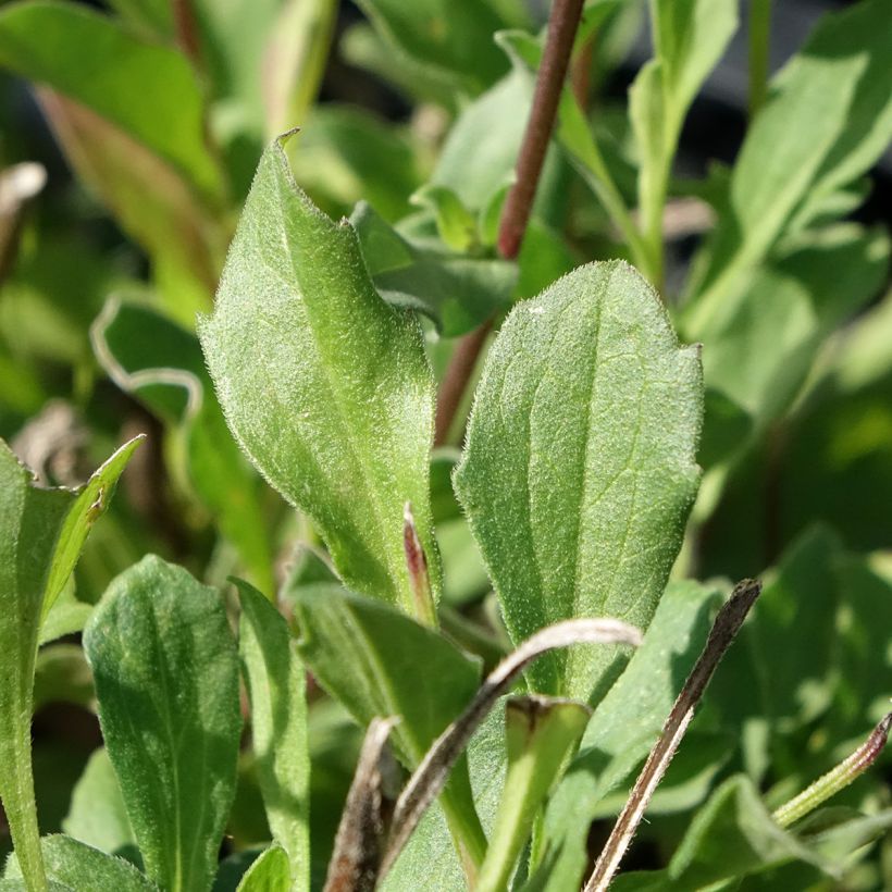 Aster amellus Rudolf Goethe - Œil du Christ (Foliage)
