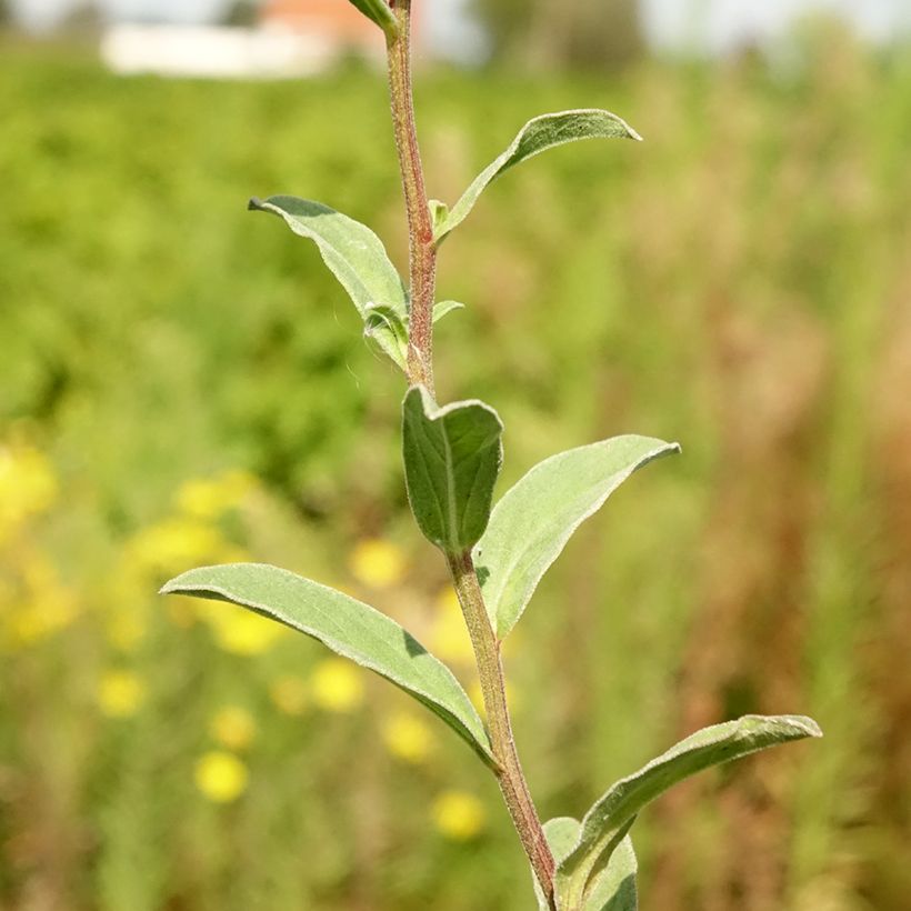 Aster amellus Sonia - Oeil du Christ (Foliage)