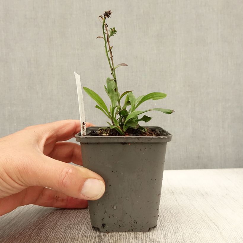Example of Aster amellus Sonora - Aster d'été Godet de 8/9 cm as you get in automne
