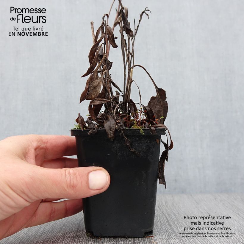 Example of Aster azureus Godet de 8/9 cm as you get in automne
