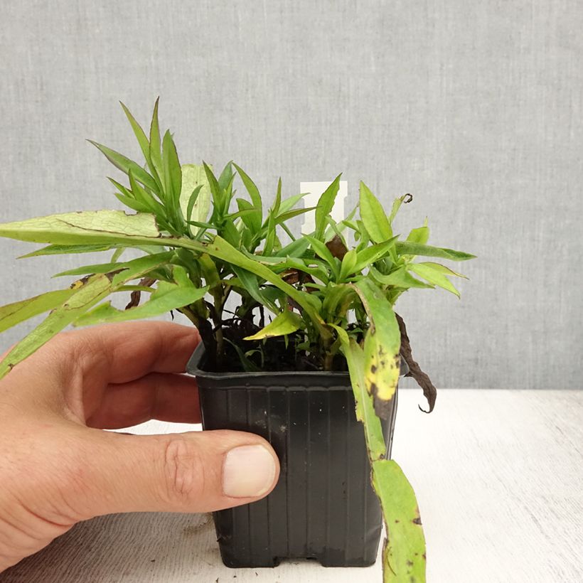 Example of Aster dumosus Augenweide - Aster nain d’automne Godet de 8/9 cm as you get in ete