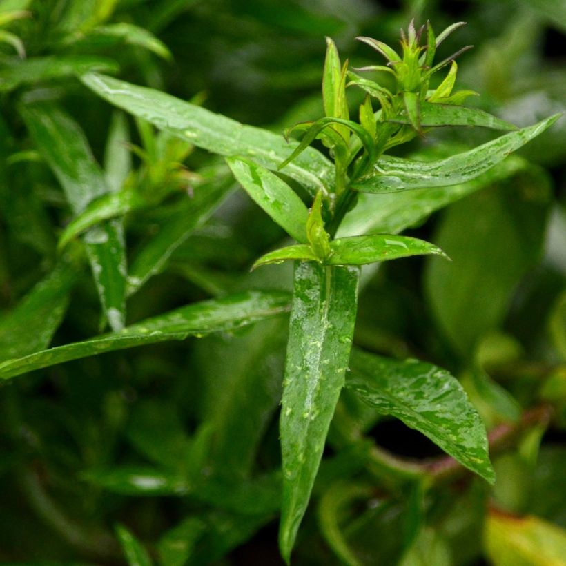 Aster dumosus Jenny - Aster nain (Foliage)