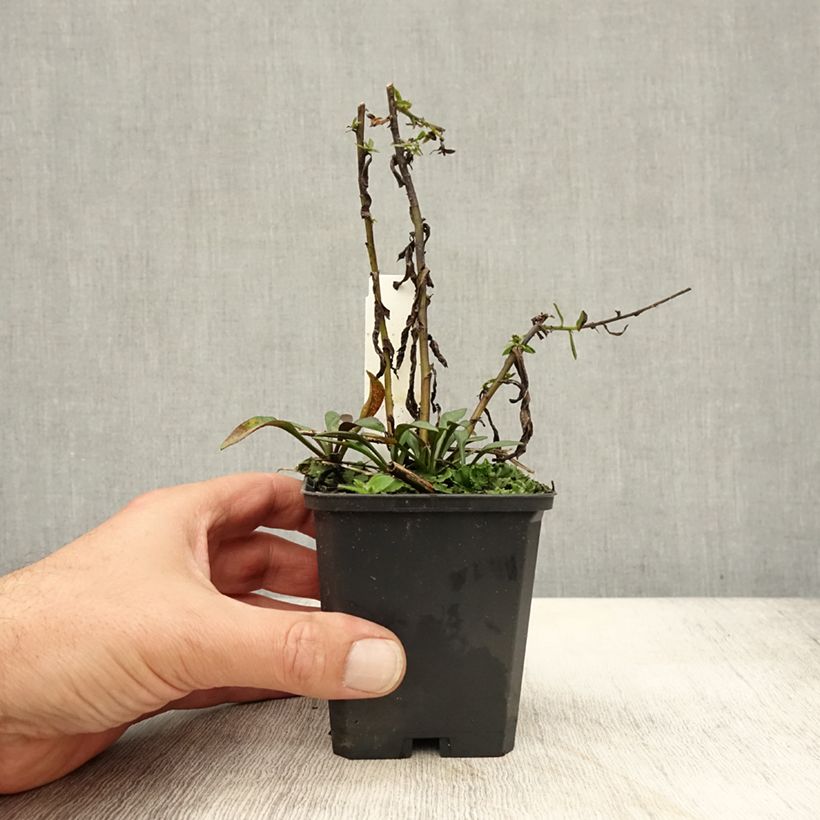 Example of Aster dumosus Neron Godet de 8/9 cm as you get in automne