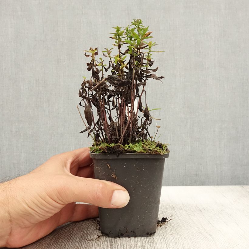 Example of Aster dumosus Samoa - Aster nain d'automne Godet de 8/9 cm as you get in automne
