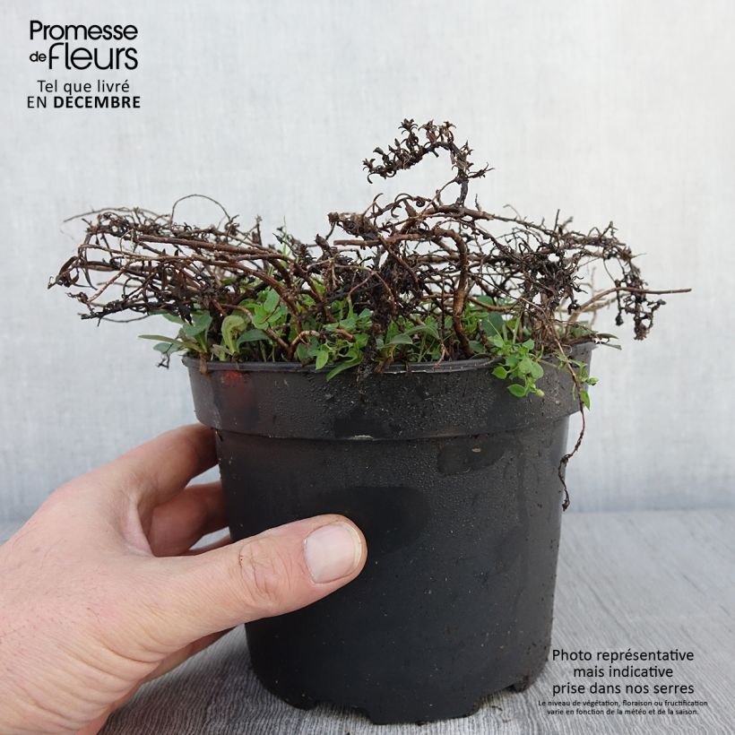 Example of Aster ericoïdes f. prostratus Snow Flurry - Aster fausse-bruyère Pot de 2L/3L as you get in automne