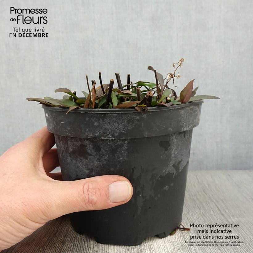 Example of Aster ericoïdes Pink Cloud Pot de 2L/3L as you get in automne