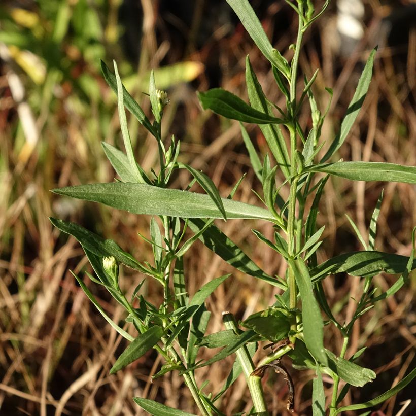 Aster ericoides Schneegitter - Aster fausse-bruyère (Foliage)