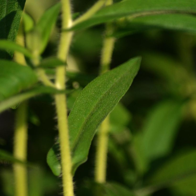Aster novae angliae Herbstschnee - Aster grand d'automne (Foliage)